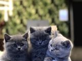 SEVİMLİ BEBEKLERİM YENİ AİLESİNE KAVUŞMAYA HAZIR