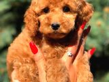 Red Di̇şi̇ Toy Poodle