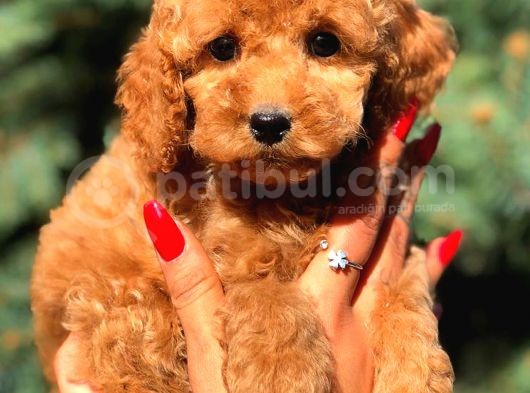 Red Di̇şi̇ Toy Poodle görsel