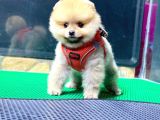 Minik Pomerian Yavrularımız