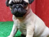 Orjinal Basık Burun Gül Kuyruk Pug Yavrular