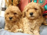 Ki̇lo Garanti̇li̇ Safkan Toy Poodle Yavrularim