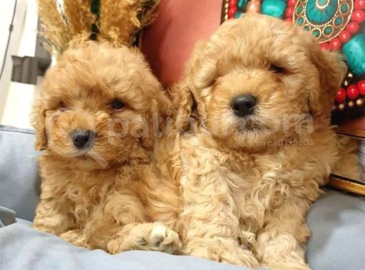 Ki̇lo Garanti̇li̇ Safkan Toy Poodle Yavrularim görsel