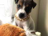 Jack Russel Yavrular