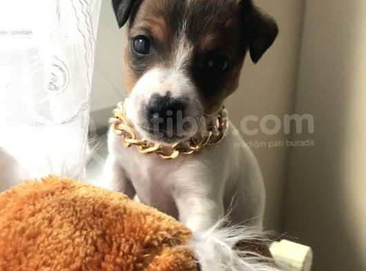 Jack Russel Yavrular görsel