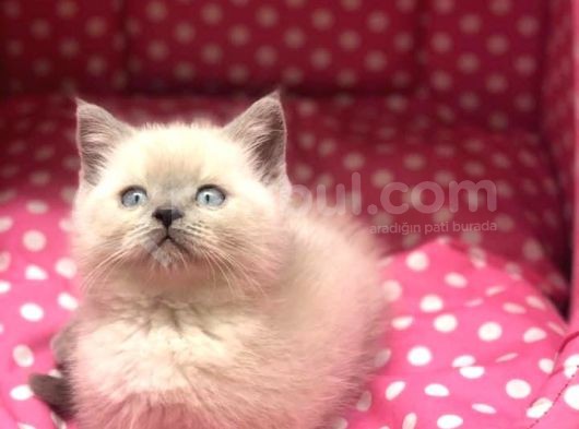 Sevi̇mli̇ Surat Bri̇ti̇sh Shorthai̇r Blue Poi̇nt Yavrularim