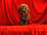 Orji̇nal Toy Poodle Yavrular