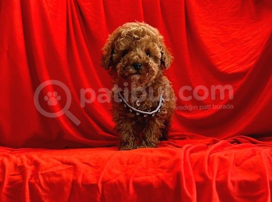 Orji̇nal Toy Poodle Yavrular görsel