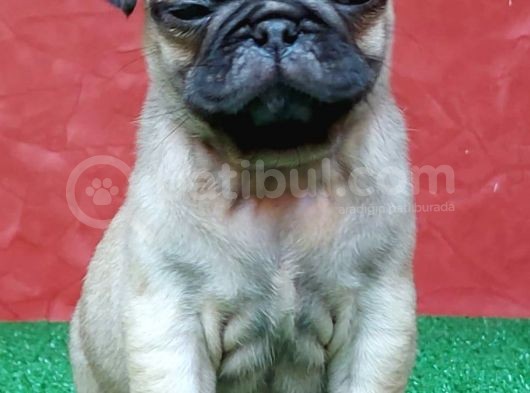 Orjinal Basık Burun Gül Kuyruk Pug Yavrular görsel