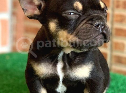 Safkan French Bulldog Black Tan Erkek Yavrumuz görsel