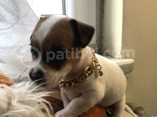 Jack Russel Yavrular görsel