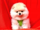 Ayıcık Surat Boo Pomeranian Yavrular