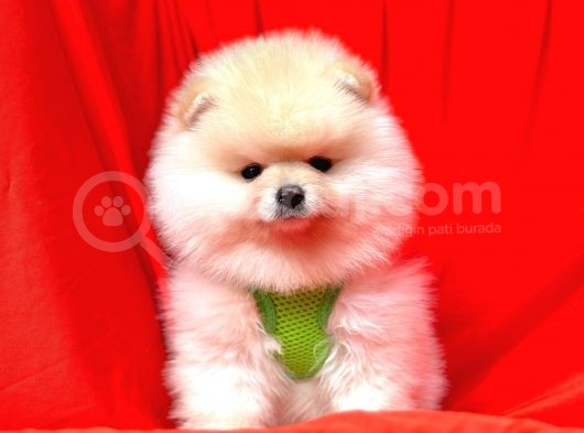 Ayıcık Surat Boo Pomeranian Yavrular görsel