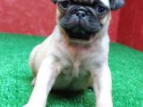 Orjinal Basık Burun Gül Kuyruk Pug Yavrular