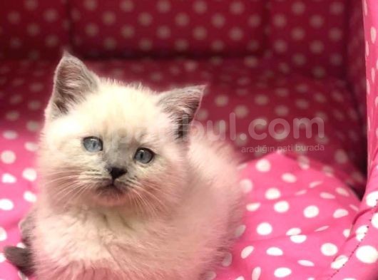Sevi̇mli̇ Surat Bri̇ti̇sh Shorthai̇r Blue Poi̇nt Yavrularim görsel