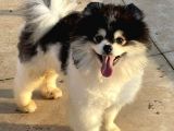 ÜST KALİTE PARTY COLOUR POMERANİAN BOO ERKEK