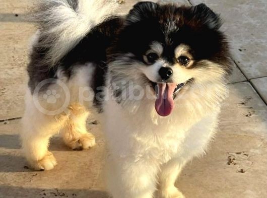 Üst Kali̇te Party Colour Pomerani̇an Boo Erkek