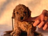 MİNİ BOY ORJİNAL POODLE YAVRULAR