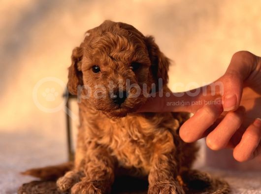 Mi̇ni̇ Boy Orji̇nal Poodle Yavrular