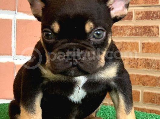Safkan French Bulldog Black Tan Erkek Yavrumuz görsel