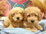 Ki̇lo Garanti̇li̇ Safkan Toy Poodle Yavrularim