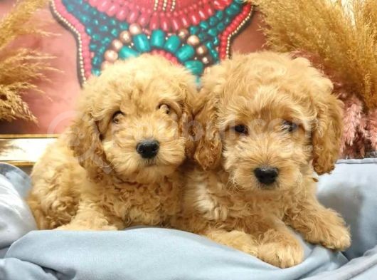 Ki̇lo Garanti̇li̇ Safkan Toy Poodle Yavrularim görsel