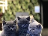 Sevi̇mli̇ Bebekleri̇m Yeni̇ Ai̇lesi̇ne Kavuşmaya Hazir