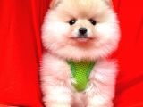 Ayıcık Surat Boo Pomeranian Yavrular