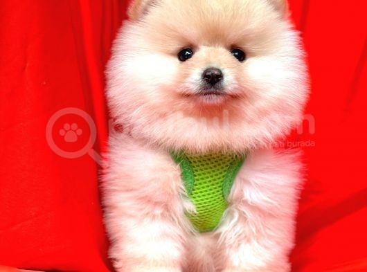 Ayıcık Surat Boo Pomeranian Yavrular