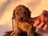 Mi̇ni̇ Boy Orji̇nal Poodle Yavrular