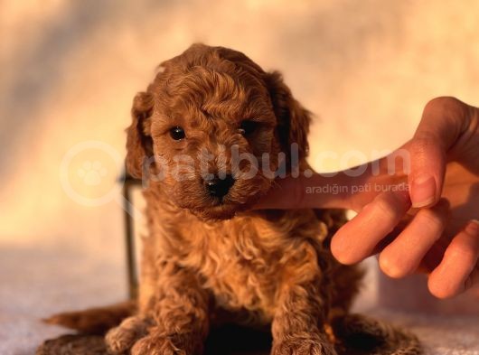 Mi̇ni̇ Boy Orji̇nal Poodle Yavrular görsel
