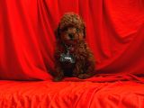Red Brown Toy Poodle Yavrular