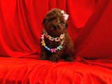 Safkan Poodle Yavrular
