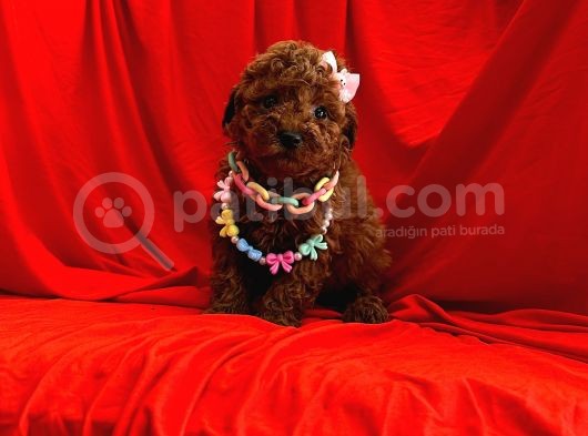 Safkan Poodle Yavrular görsel