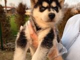 maviş gözlü maskeli YAVRU SİBİRYA-HUSKY