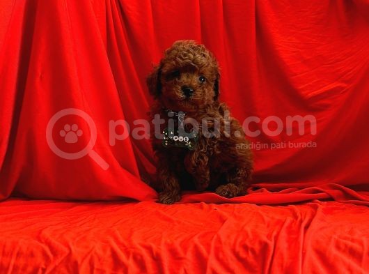 Red Brown Toy Poodle Yavrular görsel
