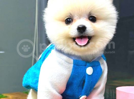 Teddy Bear Erkek Üst Kali̇te Yavrumuz görsel