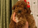 Ev Doğumlu Poodle Bebeklerimiz