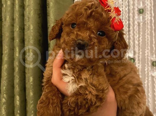 Ev Doğumlu Poodle Bebeklerimiz görsel