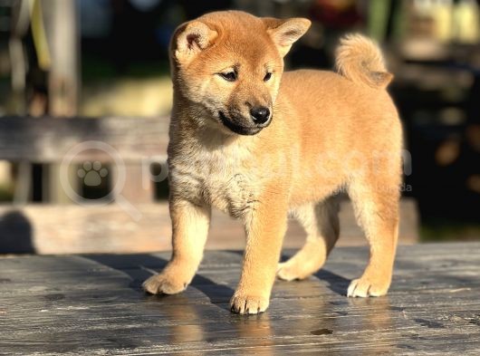 Türki̇yede Tek Shi̇ba İnu Bebekler görsel