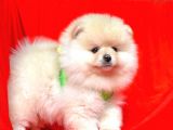 Ayıcık Surat Boo Pomeranian Yavrular