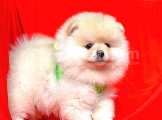Ayıcık Surat Boo Pomeranian Yavrular görsel