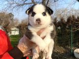 Maviş Gözlü Maskeli Yavru Si̇bi̇rya-Husky