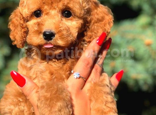 Red Di̇şi̇ Toy Poodle