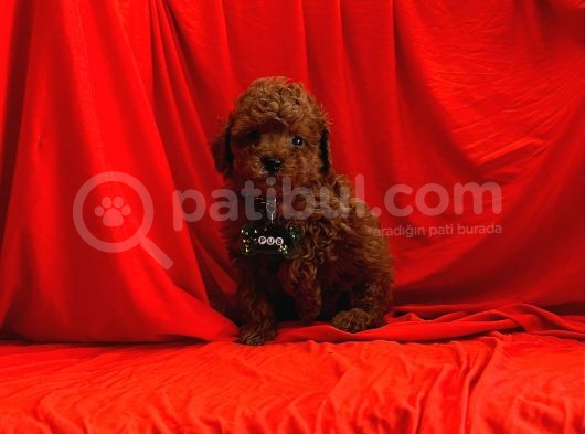 Red Brown Toy Poodle Yavrular