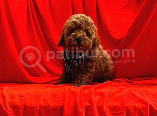 Toy Poodle Yavrularımız
