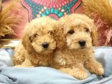 Ki̇lo Garanti̇li̇ Safkan Toy Poodle Yavrularim