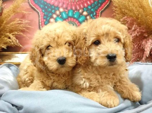 Ki̇lo Garanti̇li̇ Safkan Toy Poodle Yavrularim görsel
