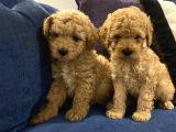 Ev Doğumlu Poodle Bebeklerimiz