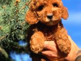 RED ERKEK TOY POODLE